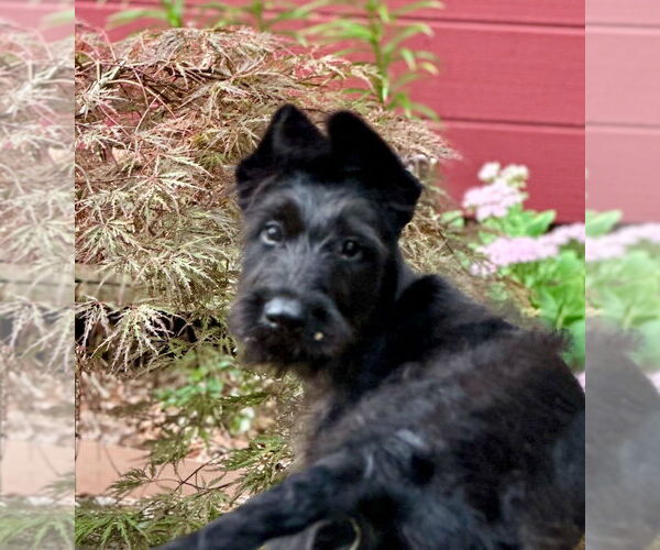 Medium Photo #7 Mutt Puppy For Sale in Oak Bluffs, MA, USA