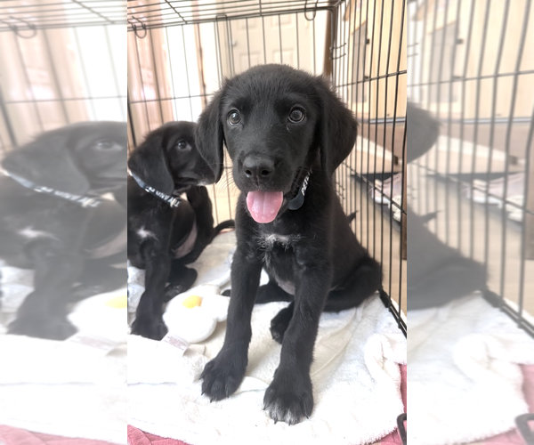 Medium Photo #3 Labrador Retriever-Unknown Mix Puppy For Sale in Rockville, MD, USA