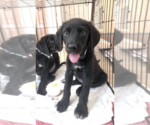 Small #2 Labrador Retriever Mix