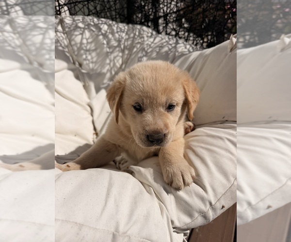 Medium Photo #4 Goberian-Labrador Retriever Mix Puppy For Sale in LA CENTER, WA, USA