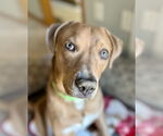 Small #6 Labrador Retriever Mix