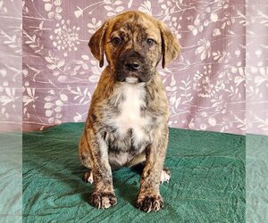 Plott Hound-Unknown Mix Dogs for adoption in Sheridan, CO, USA
