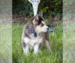 Small Siberian Husky
