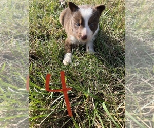 Border Collie Puppy for sale in CENTRAL CITY, KY, USA