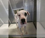 Small #3 Boxer
