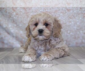 Cavapoo Puppy for sale in MARIETTA, GA, USA