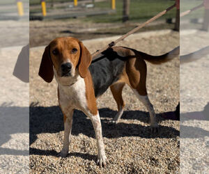 Beagle Walker Coonhound Dogs for adoption in Las Vegas, NV, USA