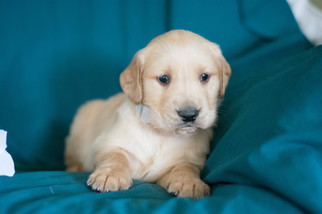 Golden Retriever Puppy for sale in LEETONIA, OH, USA