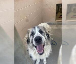 Great Pyrenees Dogs for adoption in Ojai, CA, USA
