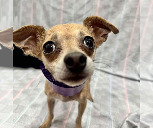 Medium Photo #2 Chihuahua-Unknown Mix Puppy For Sale in Tempe , AZ, USA