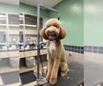 Small Photo #1 Goldendoodle Puppy For Sale in PHILADELPHIA, PA, USA