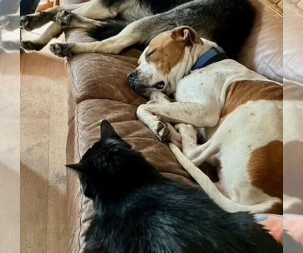 Medium Photo #3 Staffordshire Bull Terrier-Unknown Mix Puppy For Sale in Germanton, TN, USA