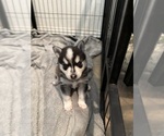 Puppy Puppy 1 Alaskan Klee Kai