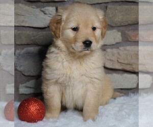 Golden Retriever Puppy for sale in FREDERICKSBG, OH, USA