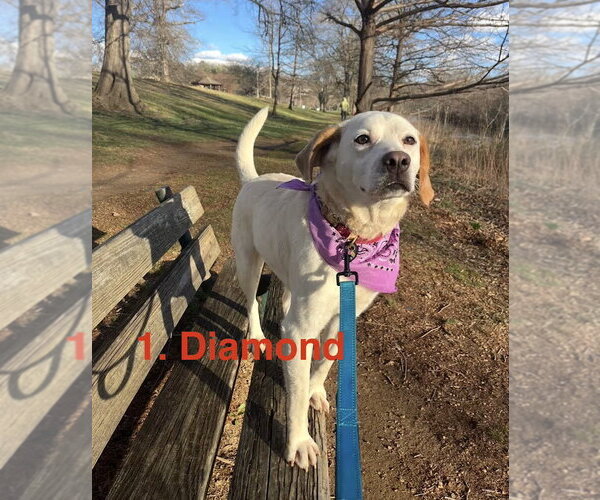 Medium Photo #2 Labbe Puppy For Sale in Monterey, VA, USA