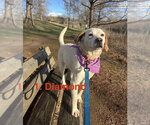 Small Photo #2 Labbe Puppy For Sale in Monterey, VA, USA