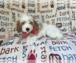 Small #4 Cavapoo