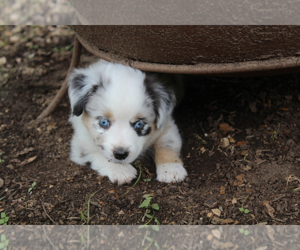Medium Photo #2 Australian Shepherd Puppy For Sale in GEORGETOWN, TX, USA