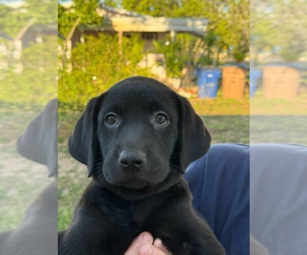 Medium Photo #2 Labrador Retriever Puppy For Sale in LEHIGH ACRES, FL, USA