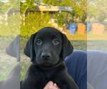 Small #1 Labrador Retriever