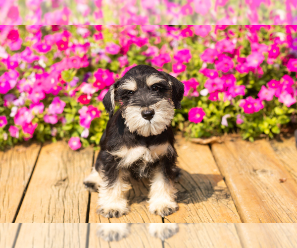 Medium Photo #16 Schnauzer (Miniature) Puppy For Sale in NAPPANEE, IN, USA