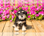 Small #15 Schnauzer (Miniature)