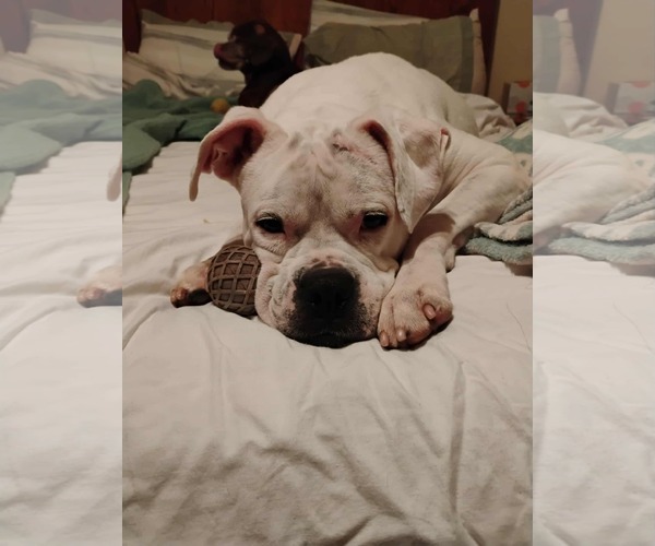 Medium Photo #4 Boxer Puppy For Sale in Burnsville, MN, USA