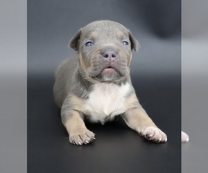 American Bully Puppy for sale in CHAMPAIGN, IL, USA