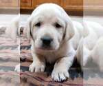Puppy yellow male4 Labrador Retriever