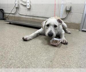 Poodle (Standard)-Unknown Mix Dogs for adoption in Grand Prairie, TX, USA