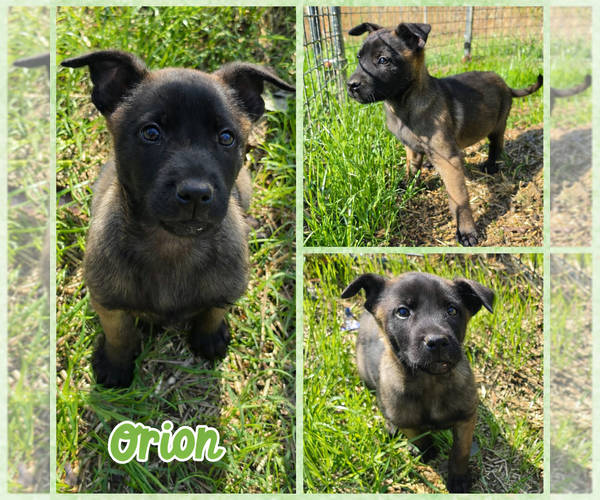 Medium Photo #1 Mutt Puppy For Sale in Blacksburg, SC, USA