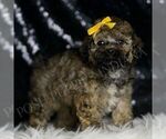 Puppy CURLY Poodle (Miniature)