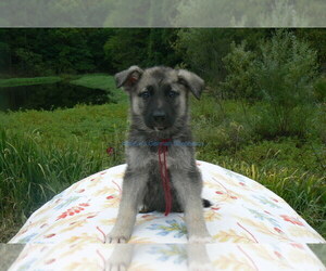 German Shepherd Dog Puppy for Sale in PIEDMONT, Missouri USA