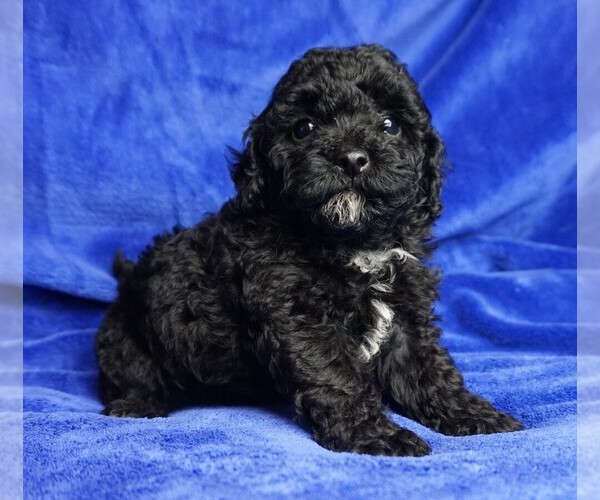 Medium Photo #5 ShihPoo Puppy For Sale in CLEARWATER, FL, USA