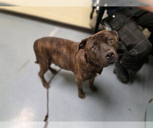 Mastiff-Unknown Mix Dogs for adoption in Denver, CO, USA