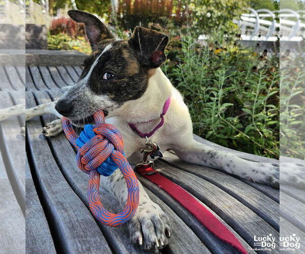 Medium Photo #11 Mutt Puppy For Sale in Washington, DC, USA