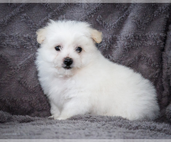 Medium Photo #22 Bichon Frise Puppy For Sale in WAKARUSA, IN, USA