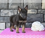Small #2 German Shepherd Dog