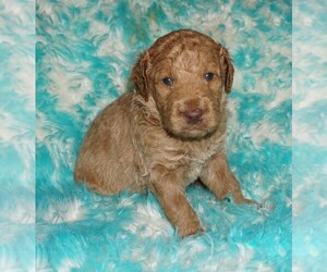 Miniature Labradoodle Puppy for sale in LA HABRA, CA, USA