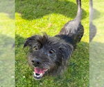 Small #4 Lhasa Apso Mix
