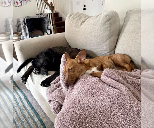 Medium Photo #2 Mutt Puppy For Sale in San Juan Capistrano, CA, USA