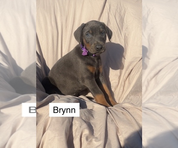 Medium Photo #4 Doberman Pinscher Puppy For Sale in POMEROY, OH, USA