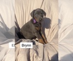 Small #3 Doberman Pinscher