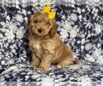 Small Photo #5 Cockapoo Puppy For Sale in LAKELAND, FL, USA