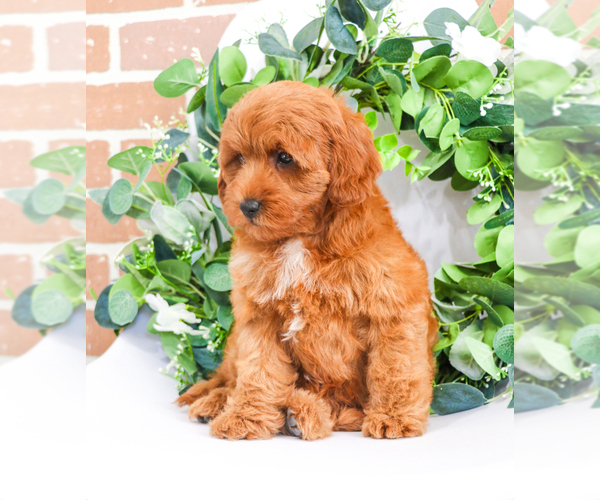 Medium Photo #13 Goldendoodle Puppy For Sale in SYRACUSE, IN, USA