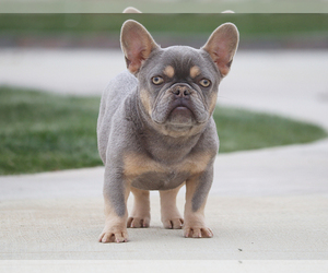 Boston Terrier Puppy for sale in LITTLEROCK, CA, USA