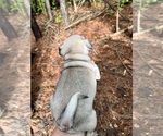 Small #3 Pug