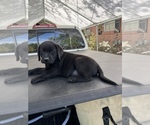 Small Photo #7 Labrador Retriever Puppy For Sale in LAKE ALFRED, FL, USA