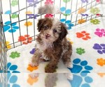 Small #7 Cockapoo (Toy)-Poodle (Toy) Mix