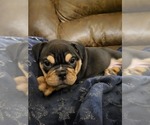 Puppy Puppy 2 Black Bulldog